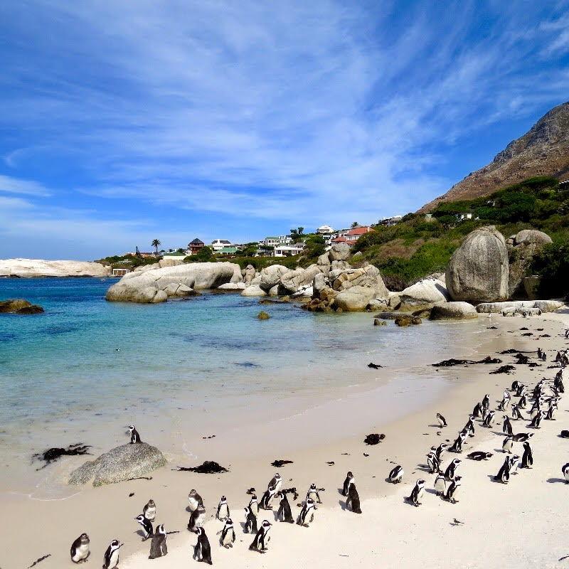 Travel Exchange: Family Vacation to Beautiful and Beachy South Africa